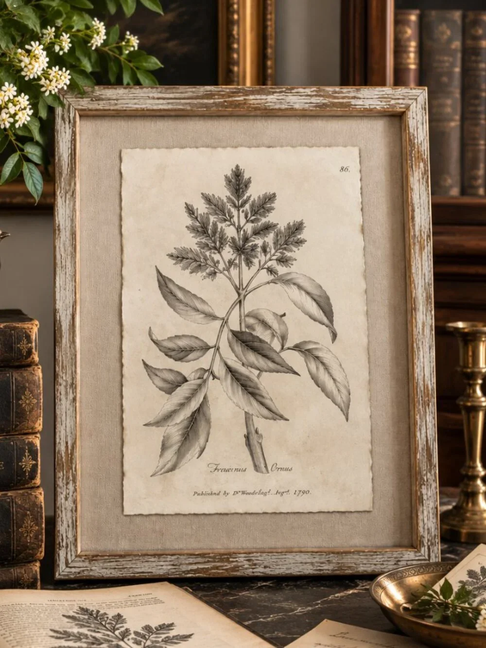 Vintage Framed Fraxinus Ornus Botanical Sepia Print Medical Botany Art